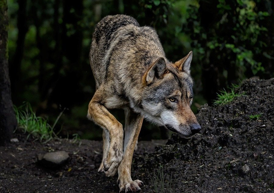 Eurasian Wolf