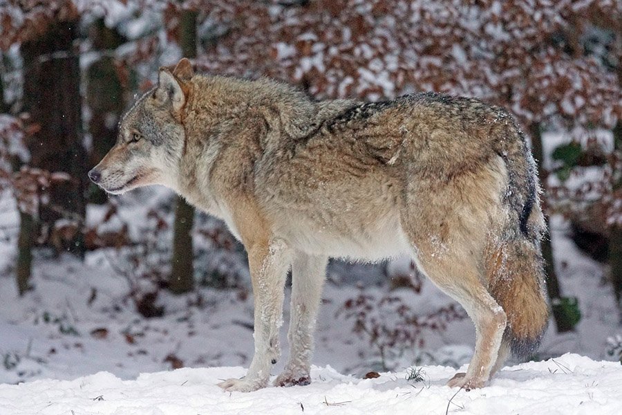 Eurasian Wolf in the snow