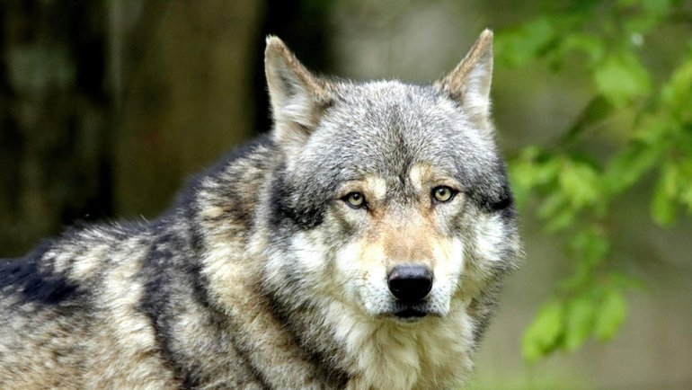 Eurasian Wolf fact sheet