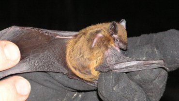 Evening Bat fact sheet