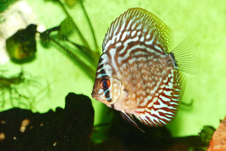 Fish - D - F - Discus