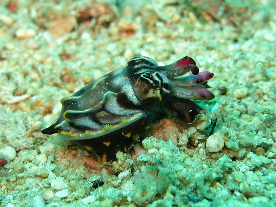 Flamboyant Cuttlefish (Metasepia pfefferi)