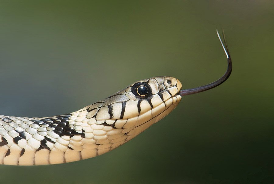 Grass Snake