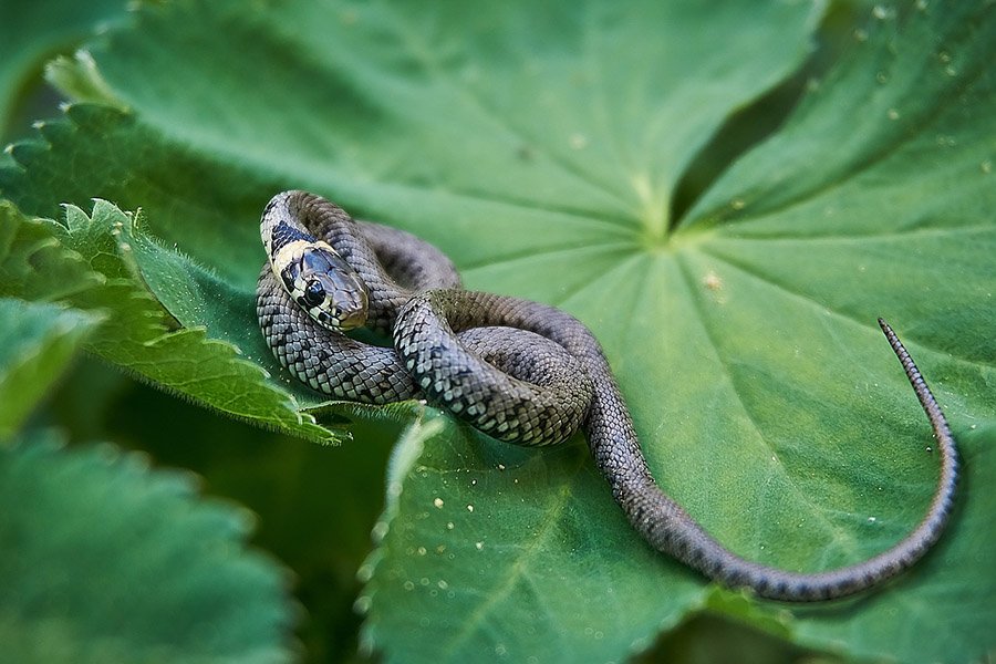 Grass Snake