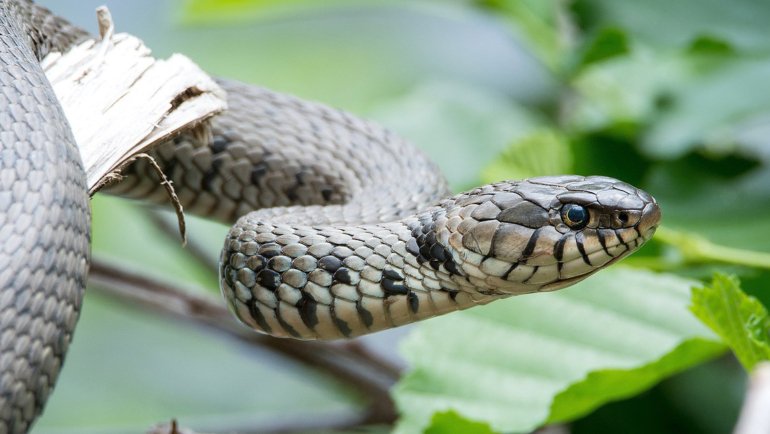 Grass Snake fact sheet