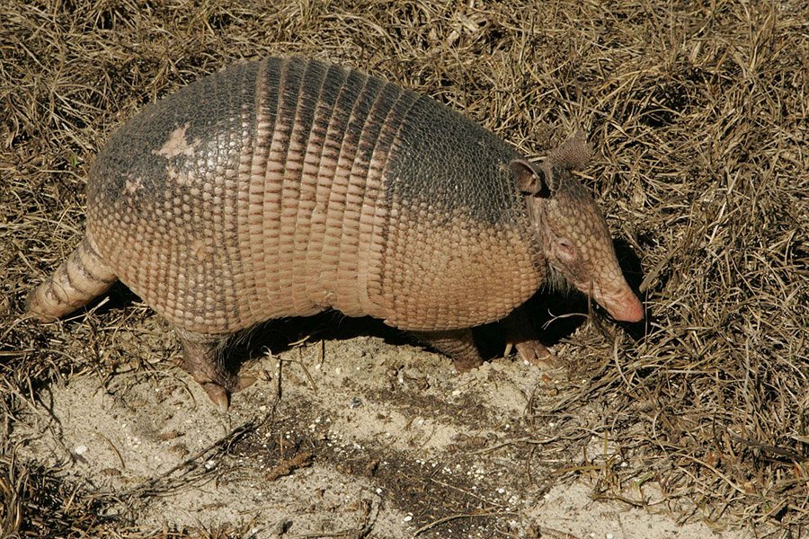 Grassland Animals - Armadillo