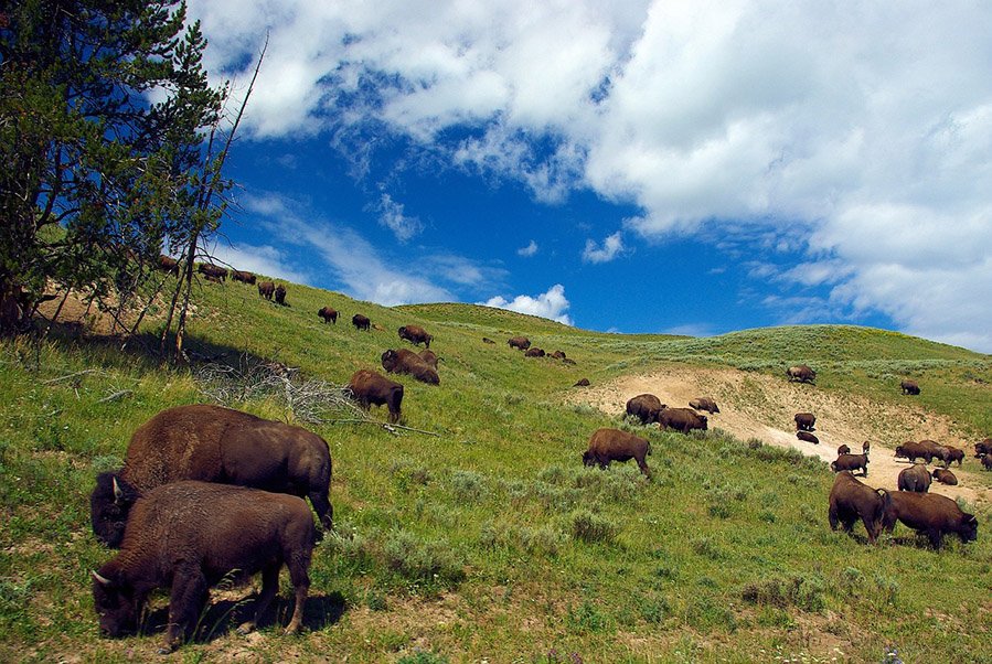 Grassland Animals - Bison