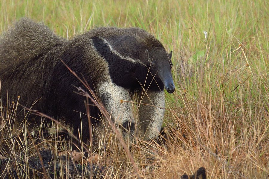 Grassland Animals - Giant Anteater