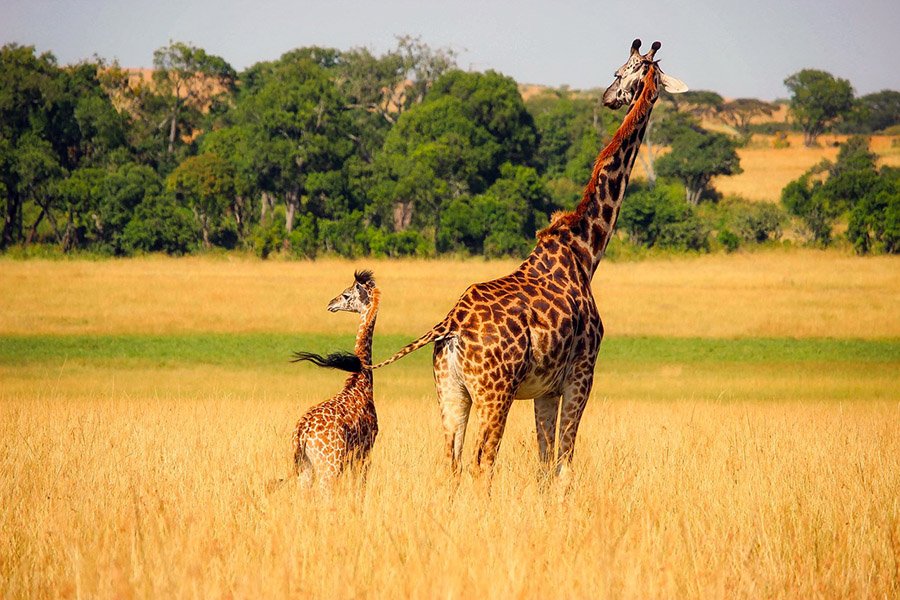 Grassland Animals - Giraffe