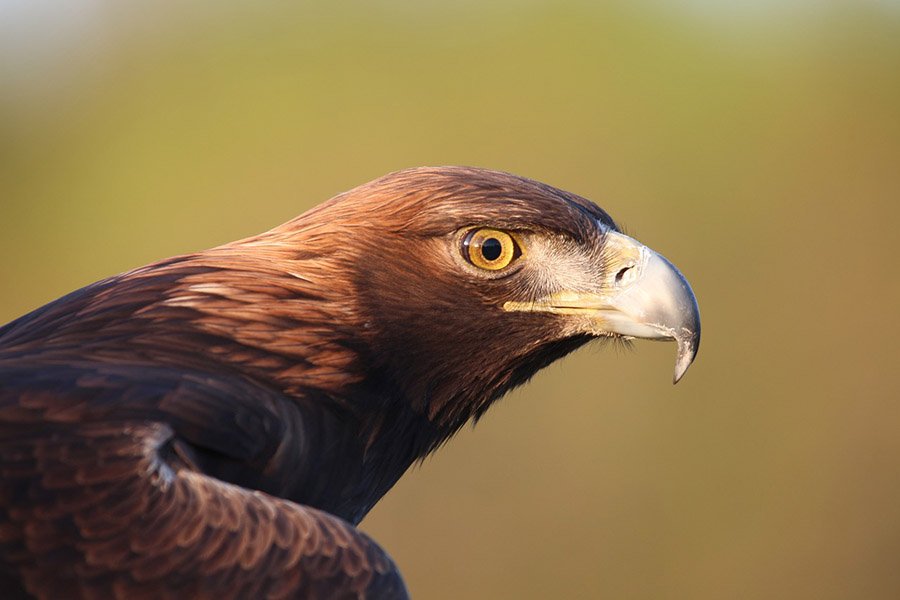 Grassland Animals - Golden Eagle