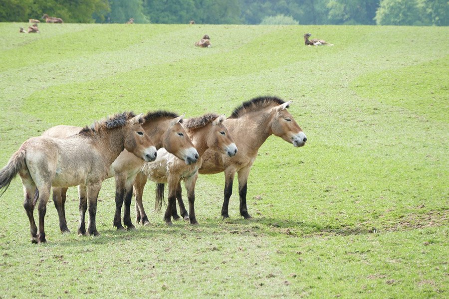 Grassland Animals - Przewalski's Horse