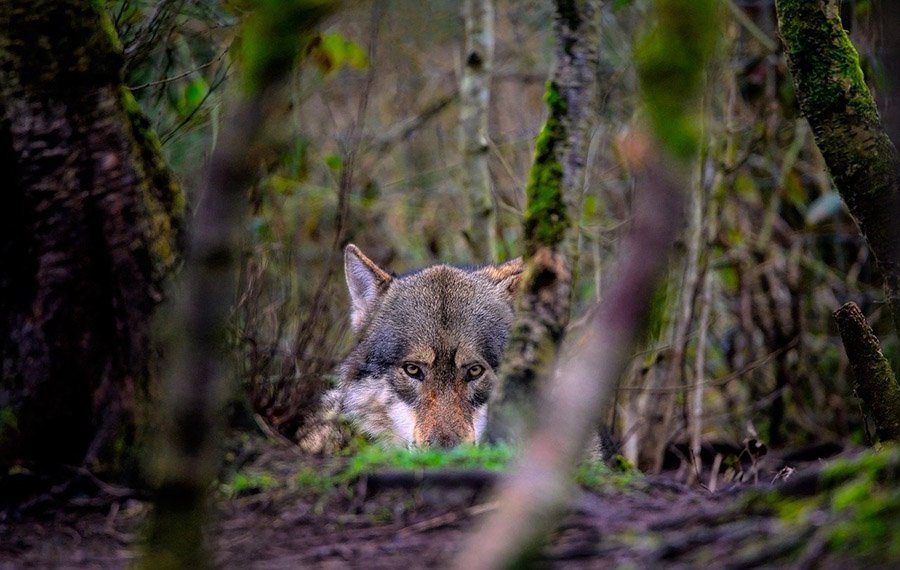 Gray wolf hidden in the forest