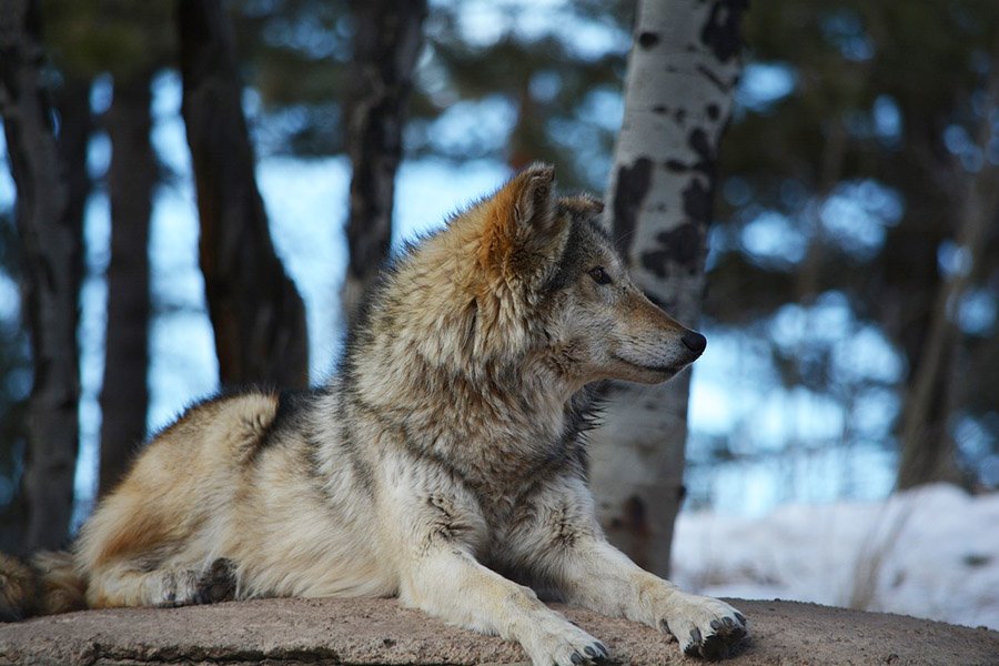 Gray wolf in a forest