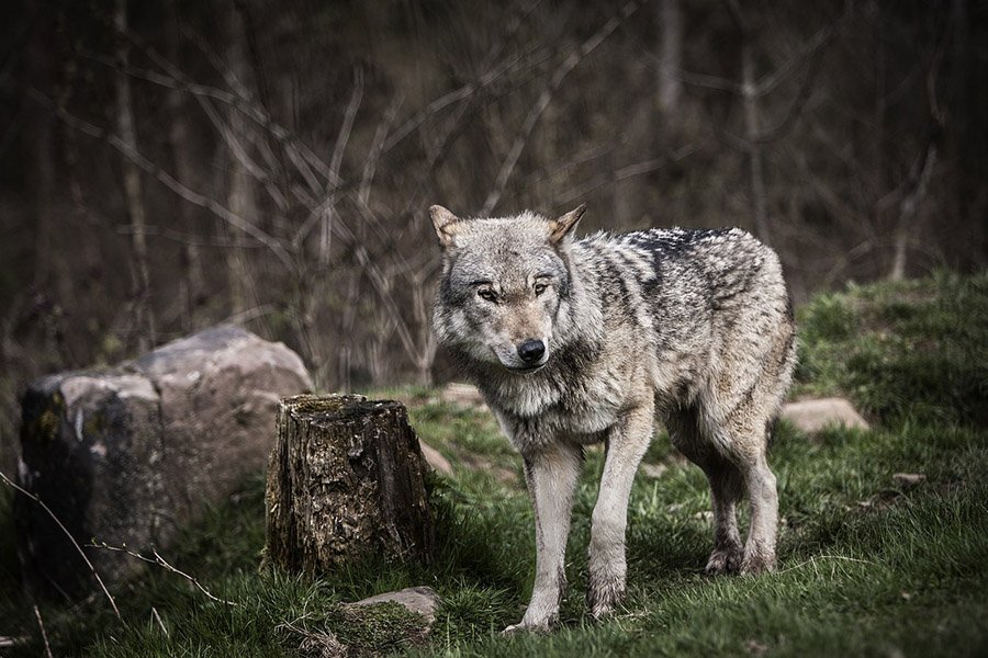 Gray wolf near a tree stump