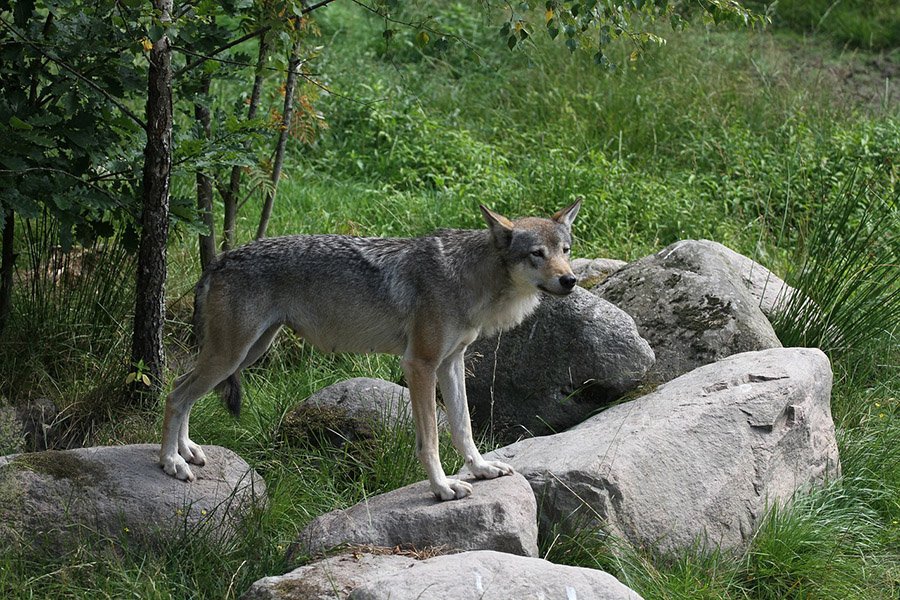 Gray wolf on rocks