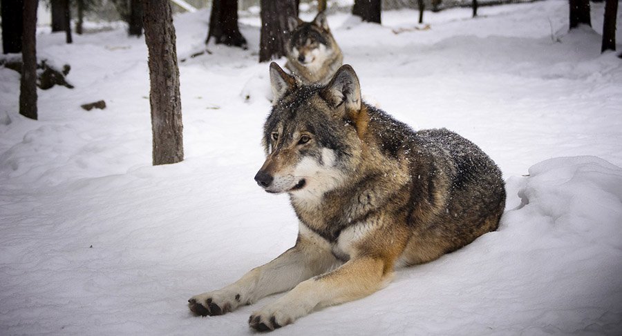 Gray wolf resting in the snow