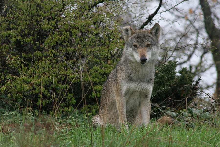 Gray wolf sitting