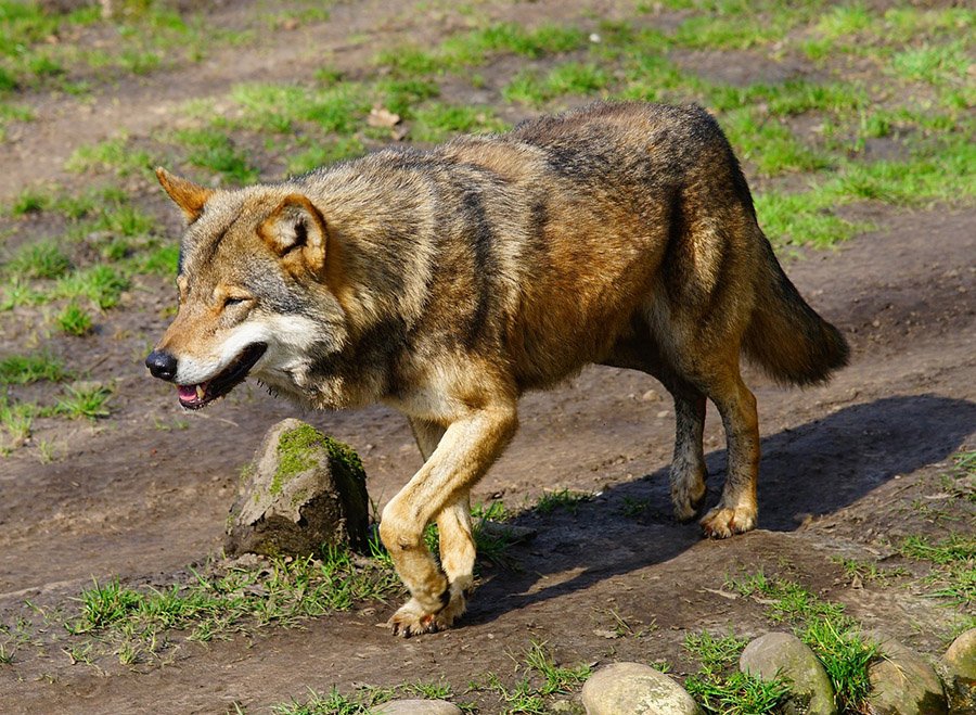 Gray wolf walking