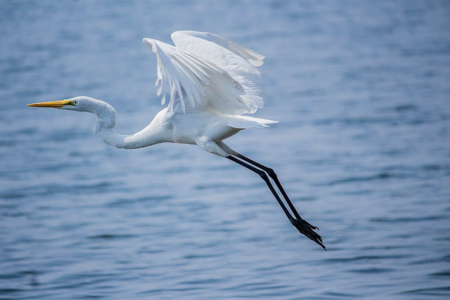 Great egret