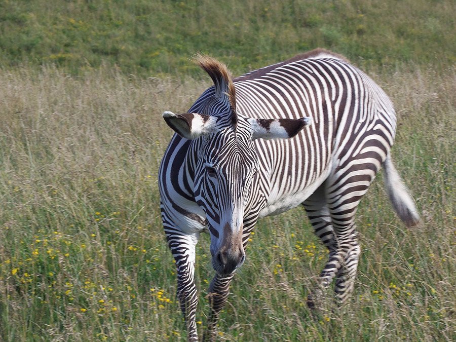 Grevy's Zebra