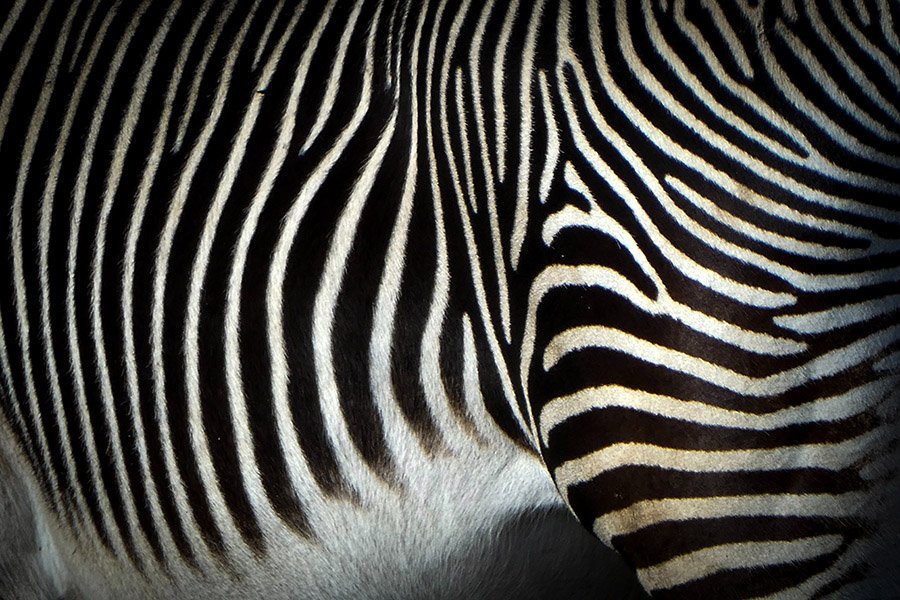 Grévy's Zebra stripes close up