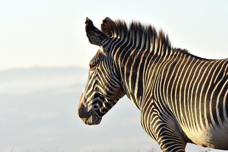 Grévy's Zebra