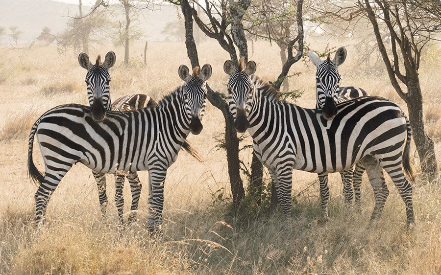 Group of 4 zebras