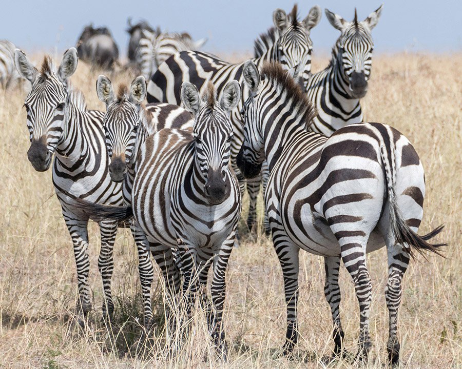 Group of wild zebras