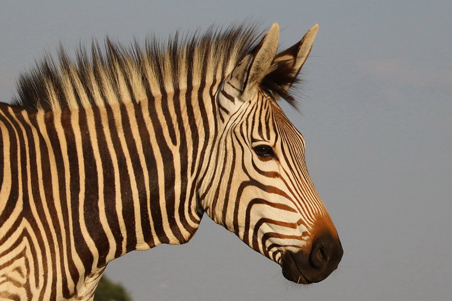 Hartmann's Zebra portrait