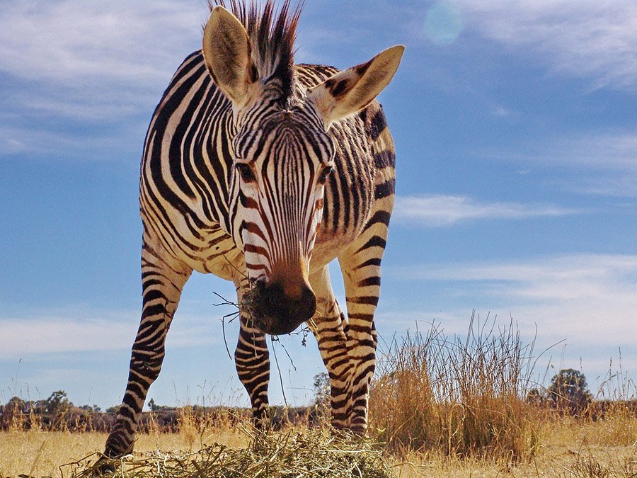 Hartmann's Zebra