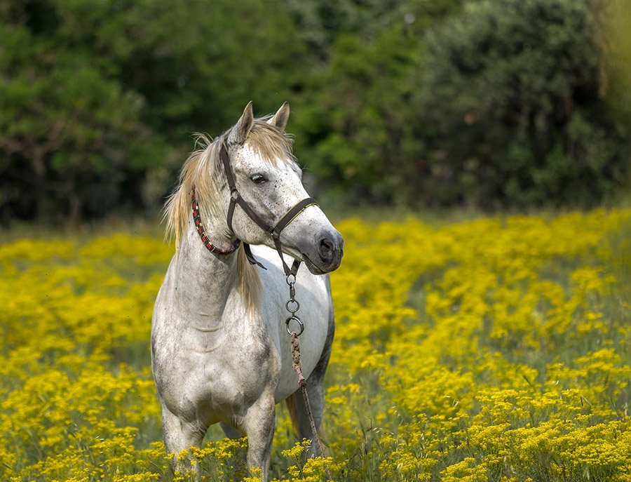 Horse in a meadow