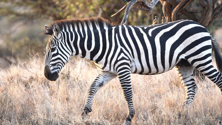 Is a zebra a horse - Hero