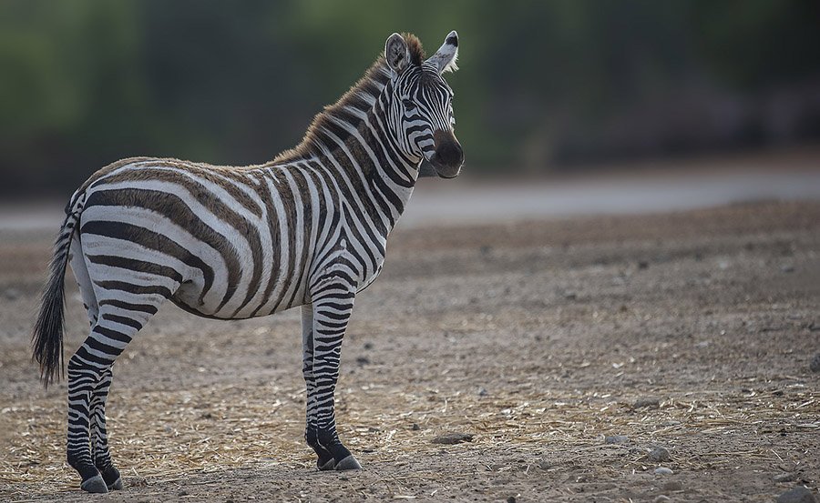 Isolated zebra portrait