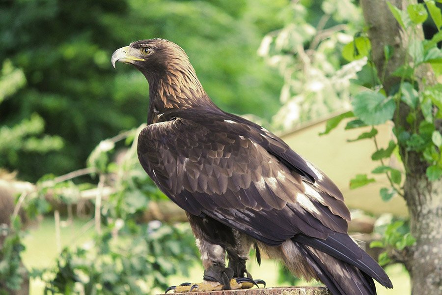 Kazakhstan Golden Eagle