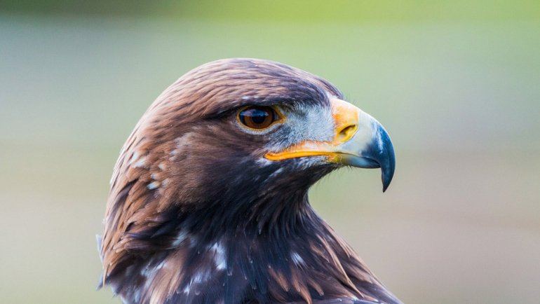 Kazakhstan Golden Eagle - National animal