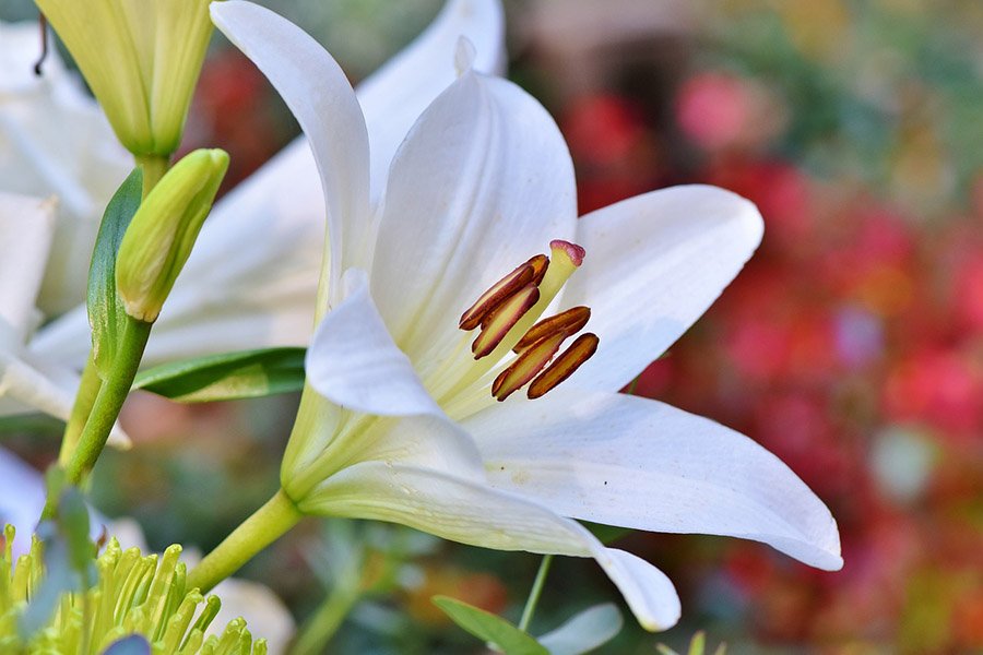 Kazakhstan Lily