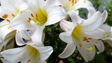 Kazakhstan Lily - National flower