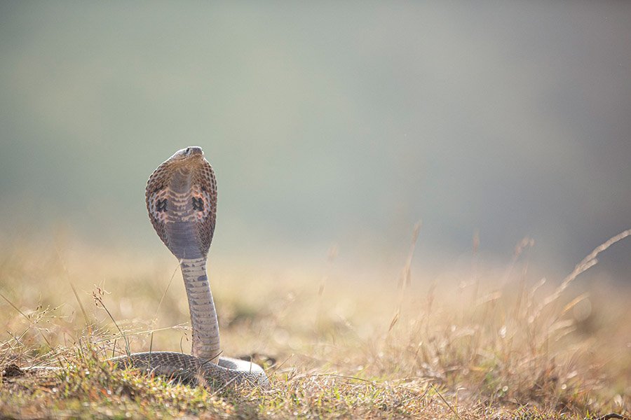 King Cobra