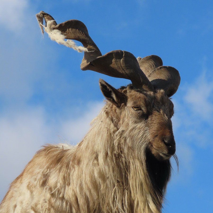 Kyrgyzstan Markhor