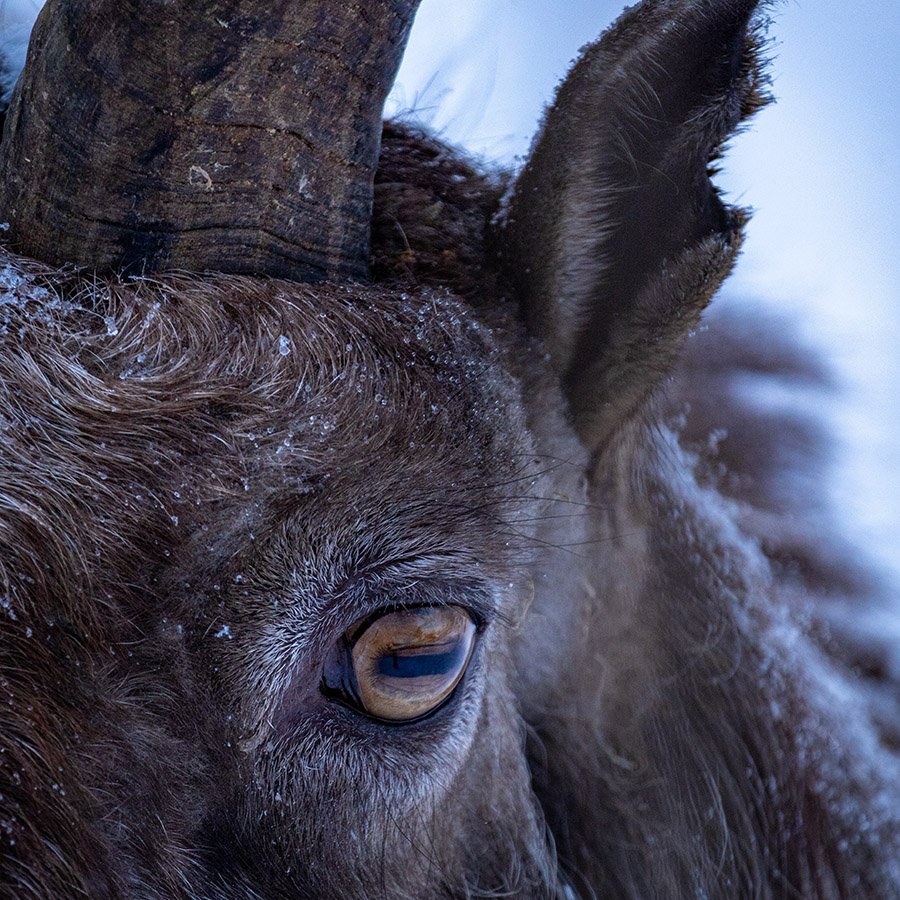 Kyrgyzstan Markhor