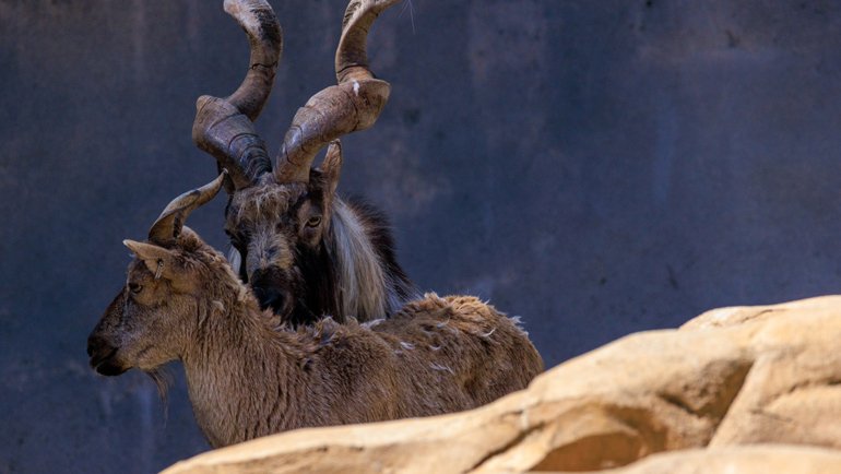 Kyrgyzstan Markhor - National animal