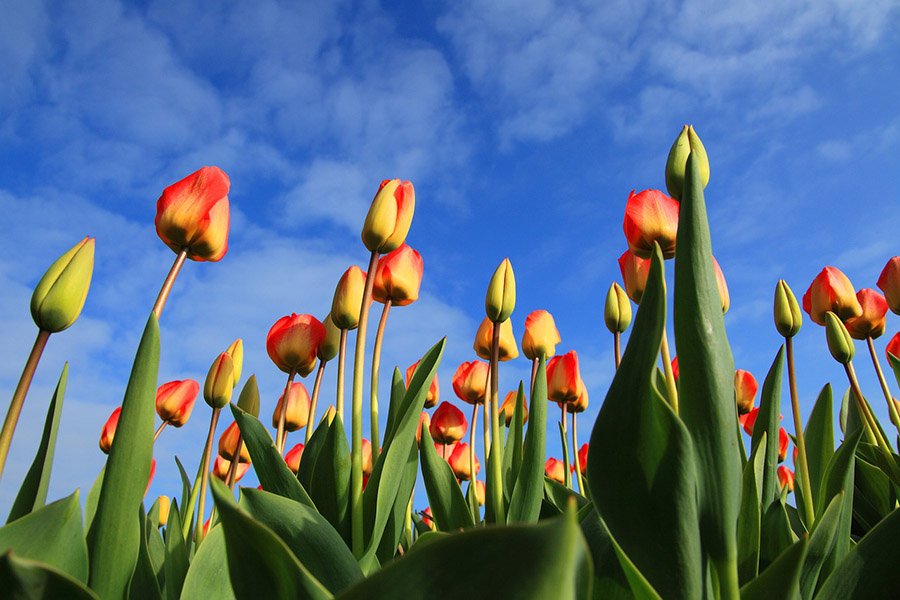 Kyrgyzstan Tulip