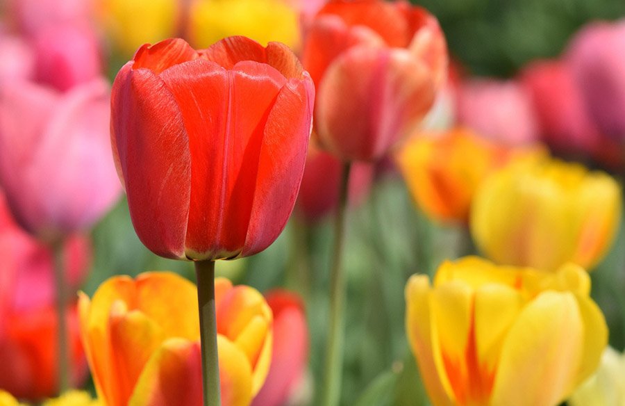 Kyrgyzstan Tulip