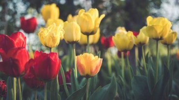 Kyrgyzstan Tulip - National flower