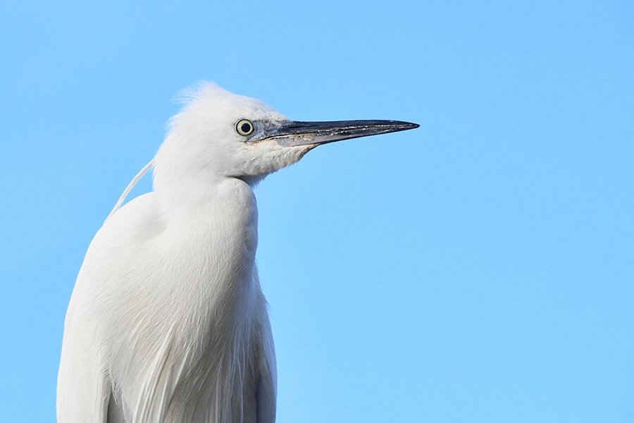 Little egret