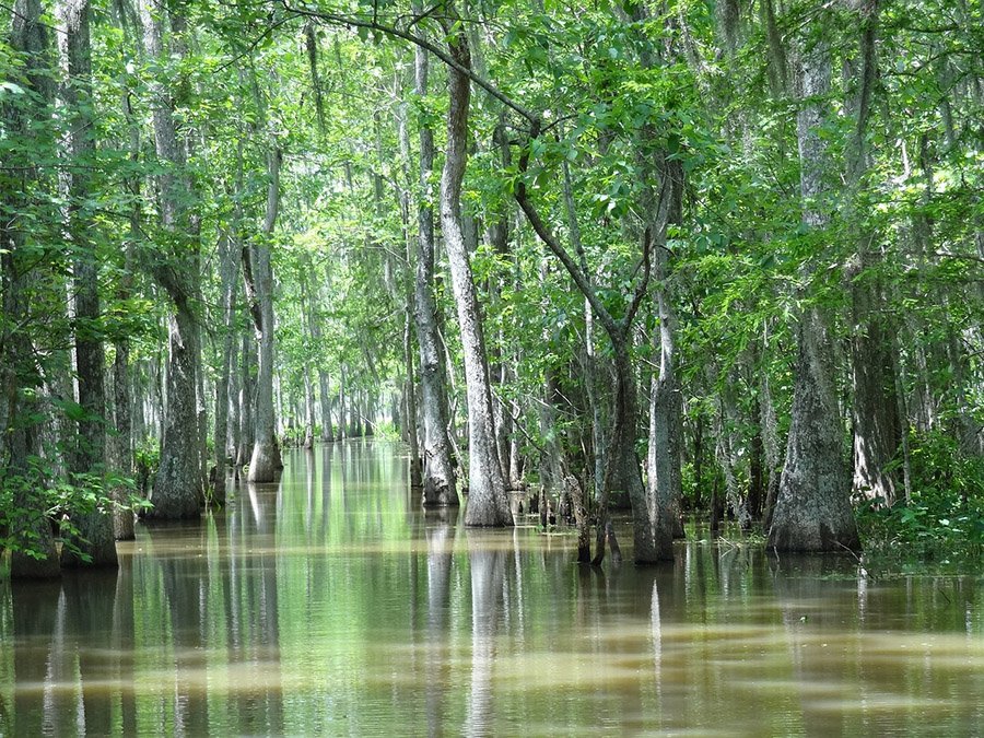 Louisiana landscape