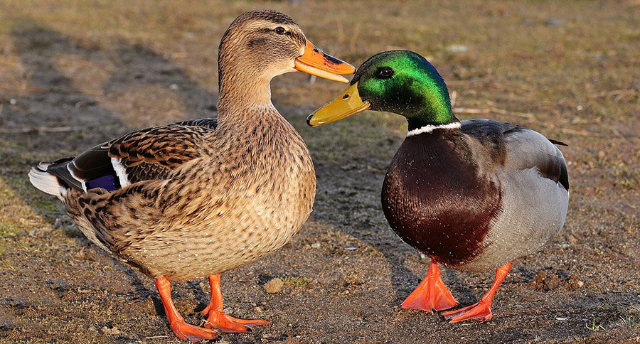 Mallard (Anas platyrhynchos)