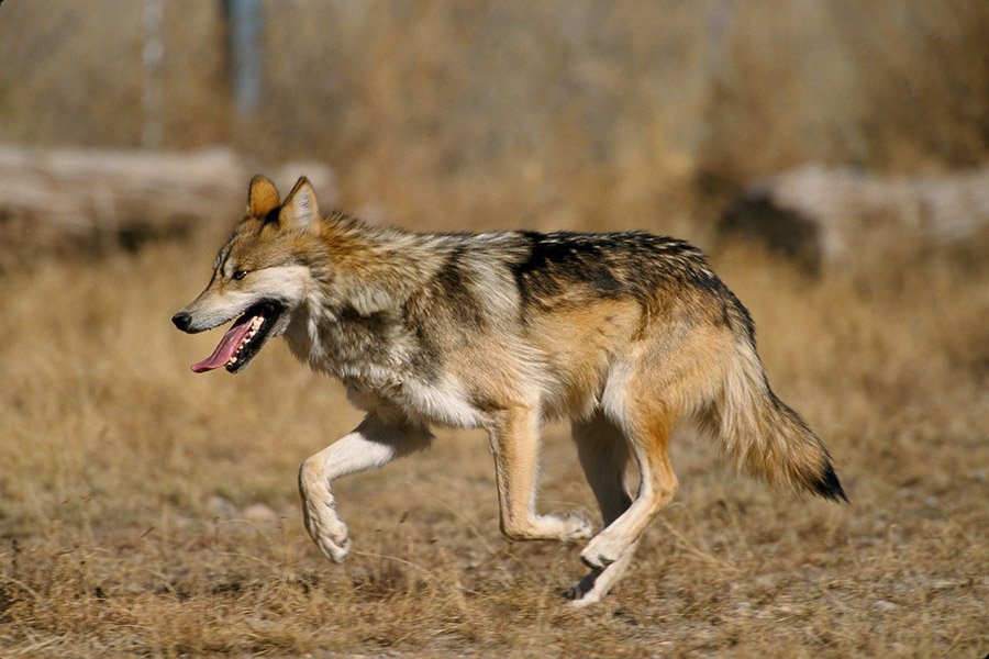 Mexican Gray Wolf