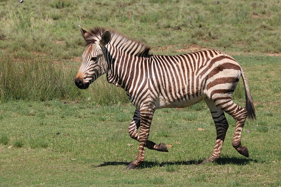 Mountain Zebra