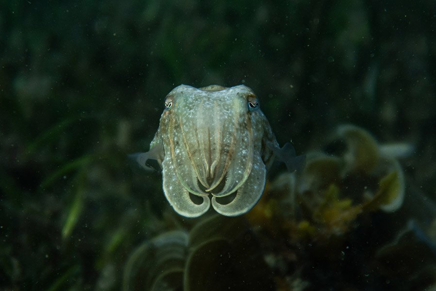 Mourning Cuttlefish (Sepia plangon)